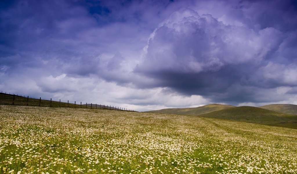 Обои небо, цветы, облака, поле, забор, the sky, flowers, clouds, field, the fence разрешение 2560x1600 Загрузить