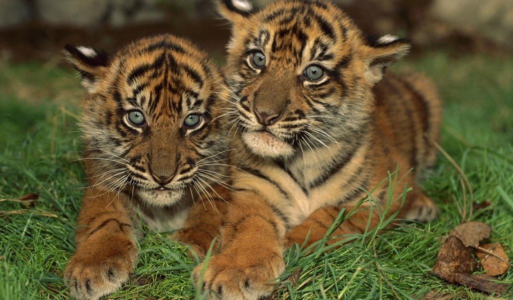 Обои тигр, маленькие, тигрята, полосатые, амурский тигр, tiger, small, the cubs, striped, the amur tiger разрешение 1920x1200 Загрузить