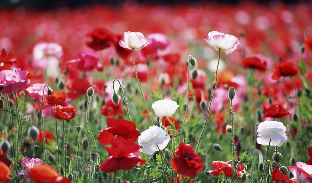 Обои цветы, растения, макро, поле, красные, маки, белые, flowers, plants, macro, field, red, maki, white разрешение 2950x2094 Загрузить