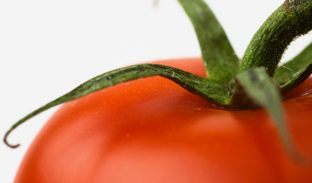 Обои макро, красный, помидор, томат, плодоножка, macro, red, tomato, the peduncle разрешение 1920x1200 Загрузить