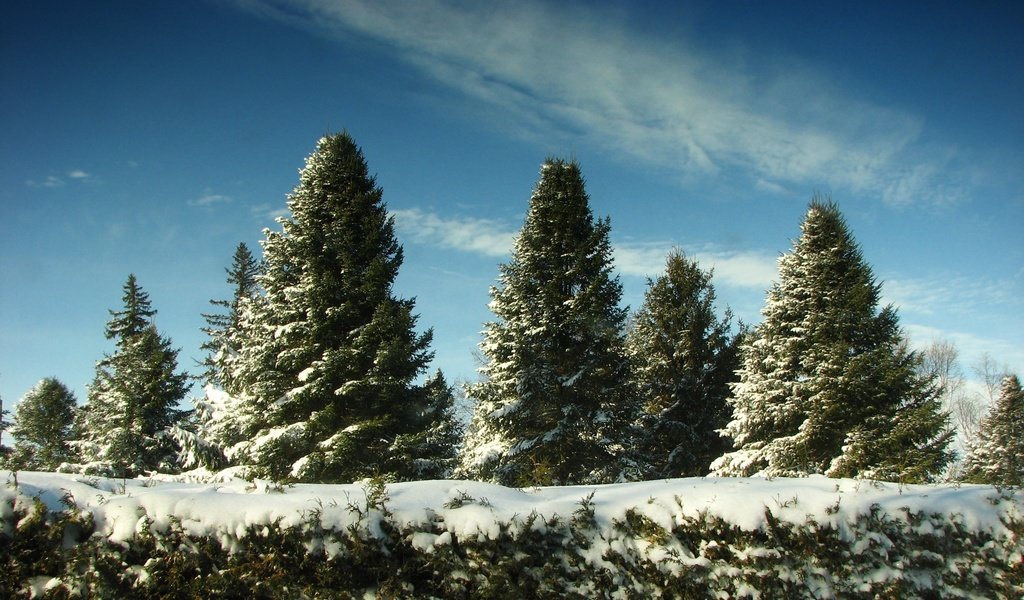 Обои небо, снег, елки, the sky, snow, tree разрешение 2560x1600 Загрузить