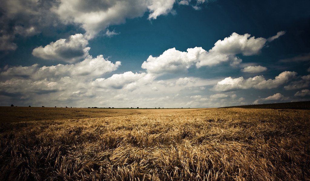 Обои небо, облака, природа, пейзаж, поле, лето, колосья, синее, the sky, clouds, nature, landscape, field, summer, ears, blue разрешение 1920x1200 Загрузить