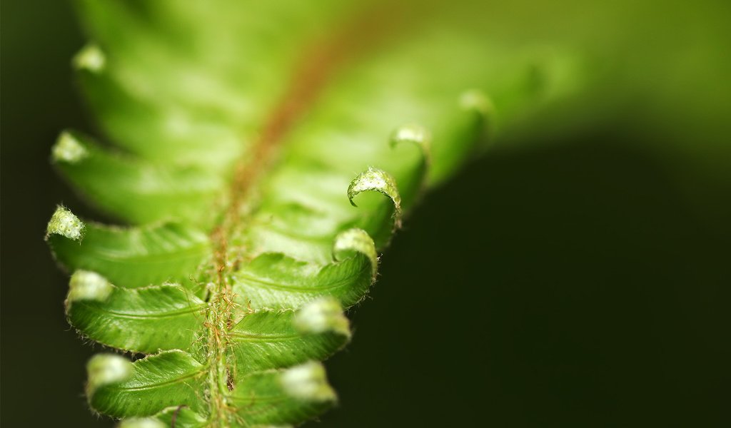 Обои листья, форма, растение, папоротник, крупным планом, leaves, form, plant, fern, closeup разрешение 1920x1200 Загрузить