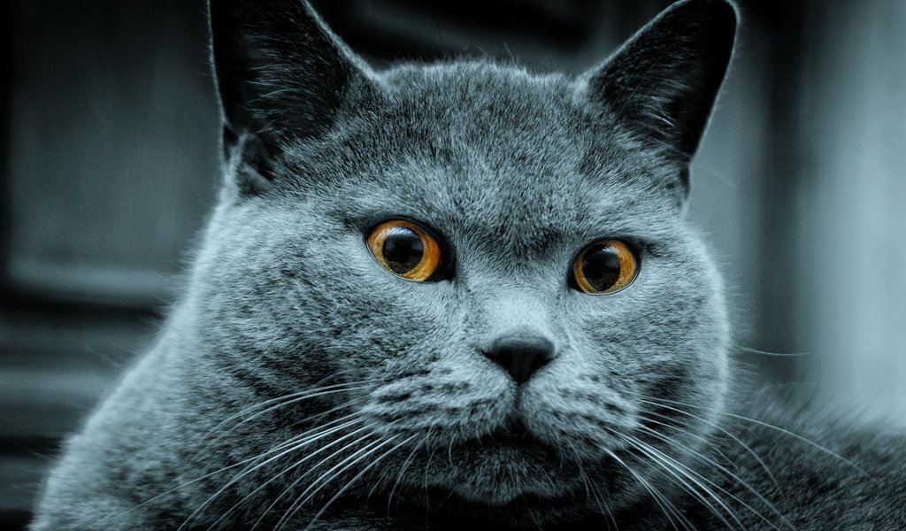 Обои кот, серый, кого-то, увидел, cat, grey, someone, saw разрешение 1920x1200 Загрузить