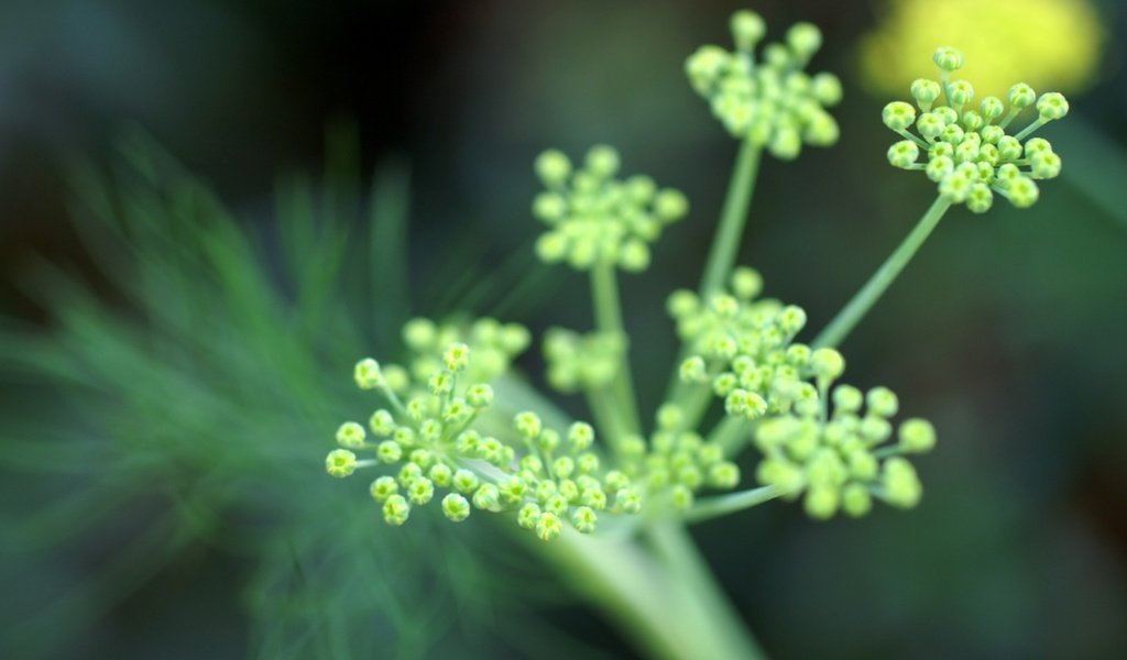 Обои цветы, зелень, фокус камеры, flowers, greens, the focus of the camera разрешение 1920x1440 Загрузить