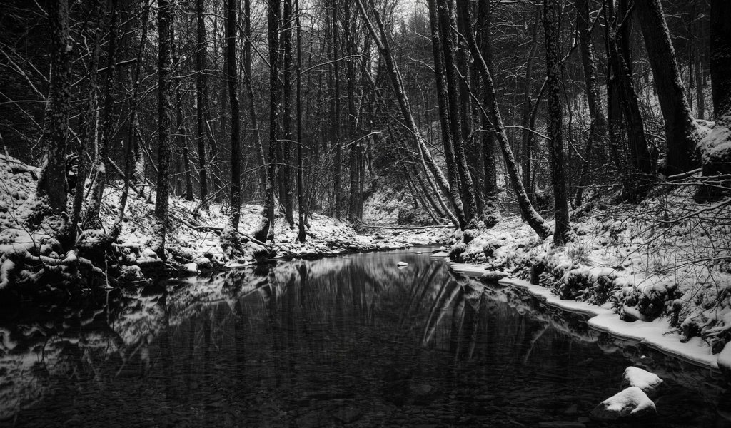 Обои лес, зима, чёрно-белое, водоем, чёрно-бело, forest, winter, black and white, pond разрешение 2560x1600 Загрузить