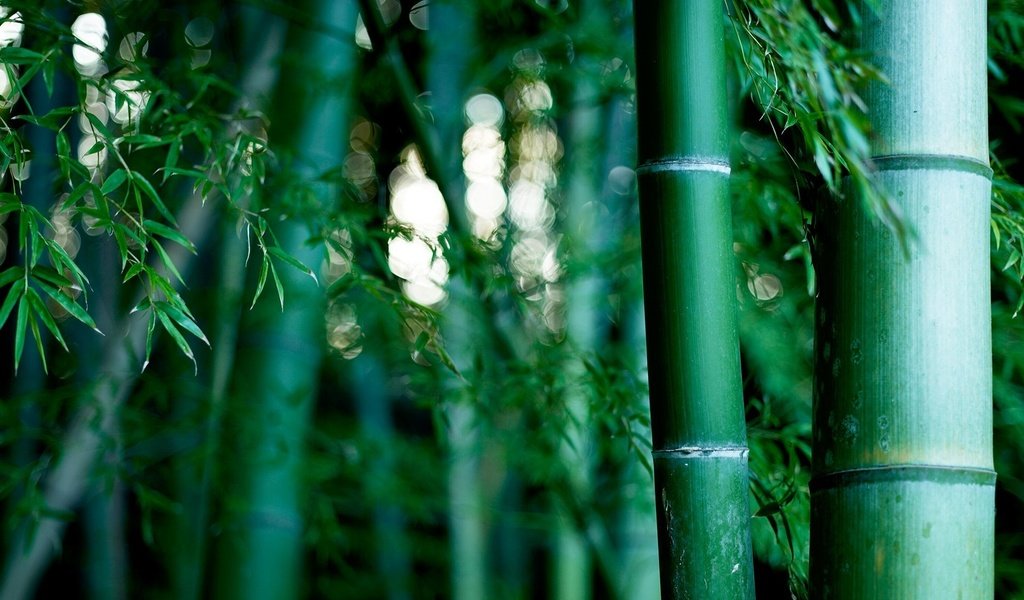 Обои природа, обои, бамбуковая роща, nature, wallpaper, bamboo grove разрешение 1920x1200 Загрузить