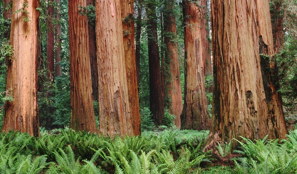 Обои деревья, лес, папоротники, trees, forest, ferns разрешение 1920x1200 Загрузить