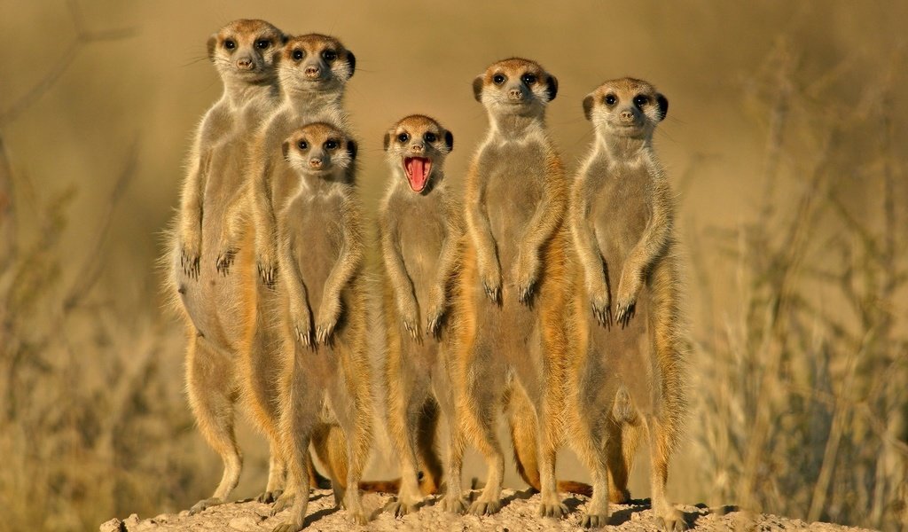 Обои группа, зверьки, сурикаты, group, animals, meerkats разрешение 1920x1200 Загрузить