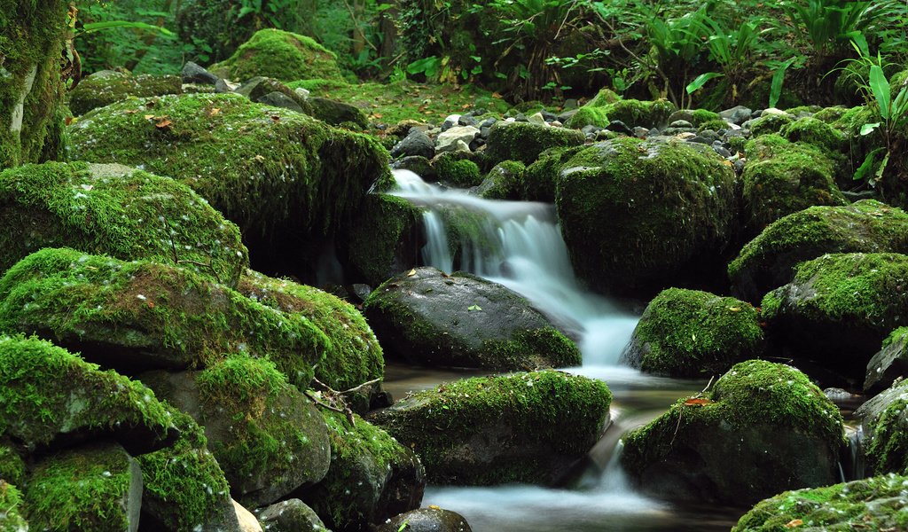 Обои камни, зелень, ручей, водопад, stones, greens, stream, waterfall разрешение 2560x1600 Загрузить