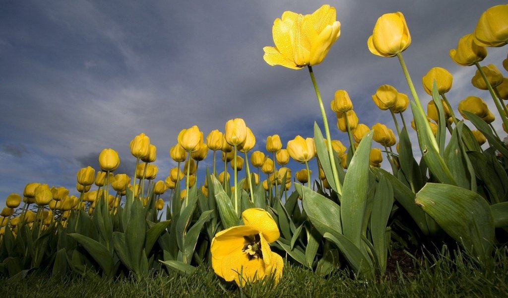 Обои желтый, цветок, тюльпан, yellow, flower, tulip разрешение 2560x1600 Загрузить