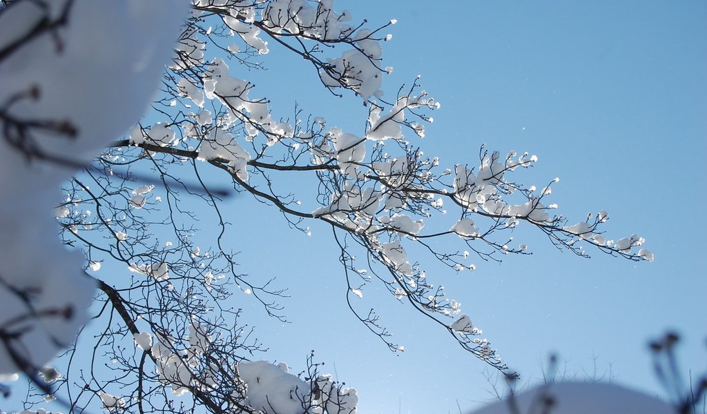 Обои снег, зима, ветки, зимний день, snow, winter, branches, winter day разрешение 2256x1496 Загрузить