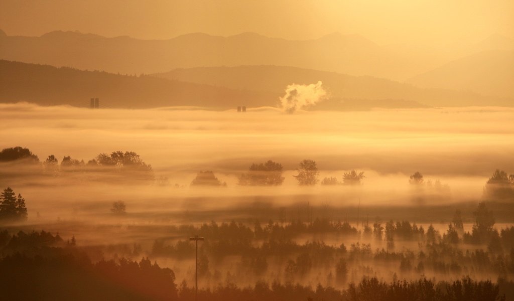 Обои деревья, утро, туман, trees, morning, fog разрешение 1920x1200 Загрузить