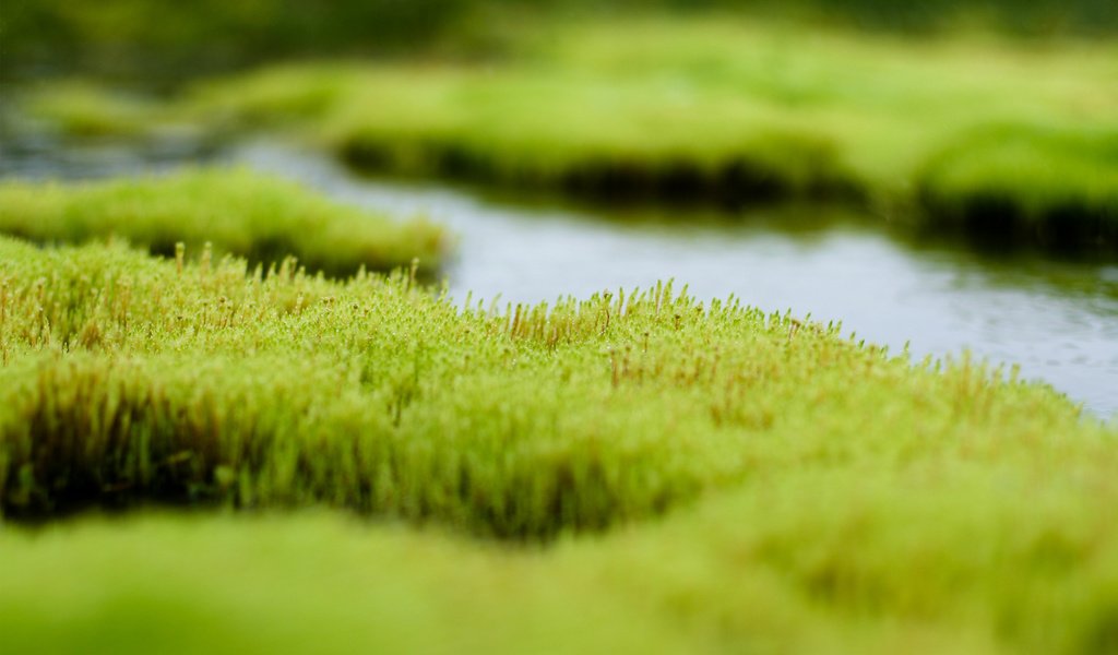 Обои трава, вода, зелень, болото, grass, water, greens, swamp разрешение 2560x1600 Загрузить