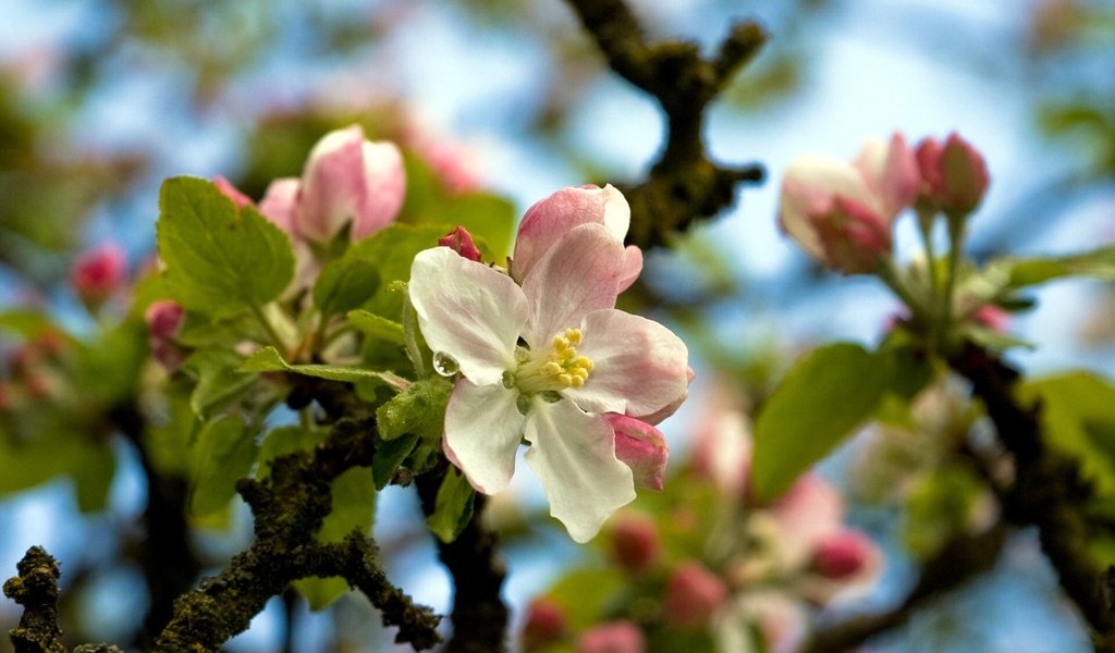 Обои цветы, дерево, весна, flowers, tree, spring разрешение 1920x1200 Загрузить