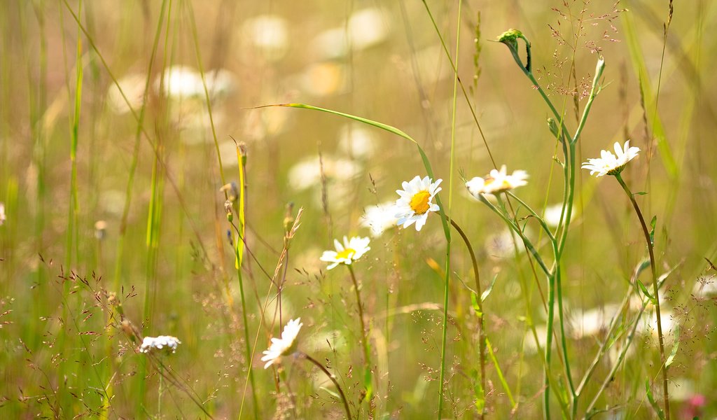 Обои трава, лето, ромашка, солнечно, grass, summer, daisy, sunny разрешение 1920x1080 Загрузить