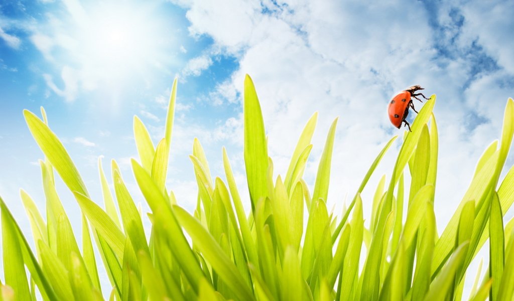 Обои трава, облака, жук, grass, clouds, beetle разрешение 2439x1711 Загрузить