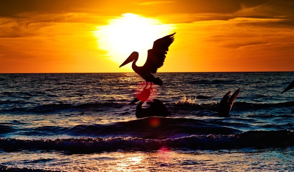 море закат птицы пляж бесплатно