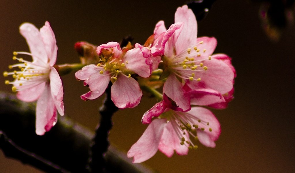 Обои ветка, цветение, макро, цветок, лепестки, весна, обоя, крупным планом, branch, flowering, macro, flower, petals, spring, wallpaper, closeup разрешение 1920x1200 Загрузить