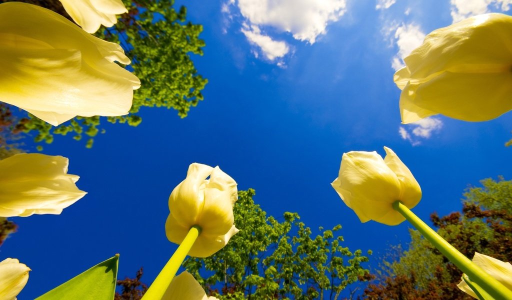 Обои небо, цветы, облака, деревья, тюльпаны, the sky, flowers, clouds, trees, tulips разрешение 2560x1600 Загрузить