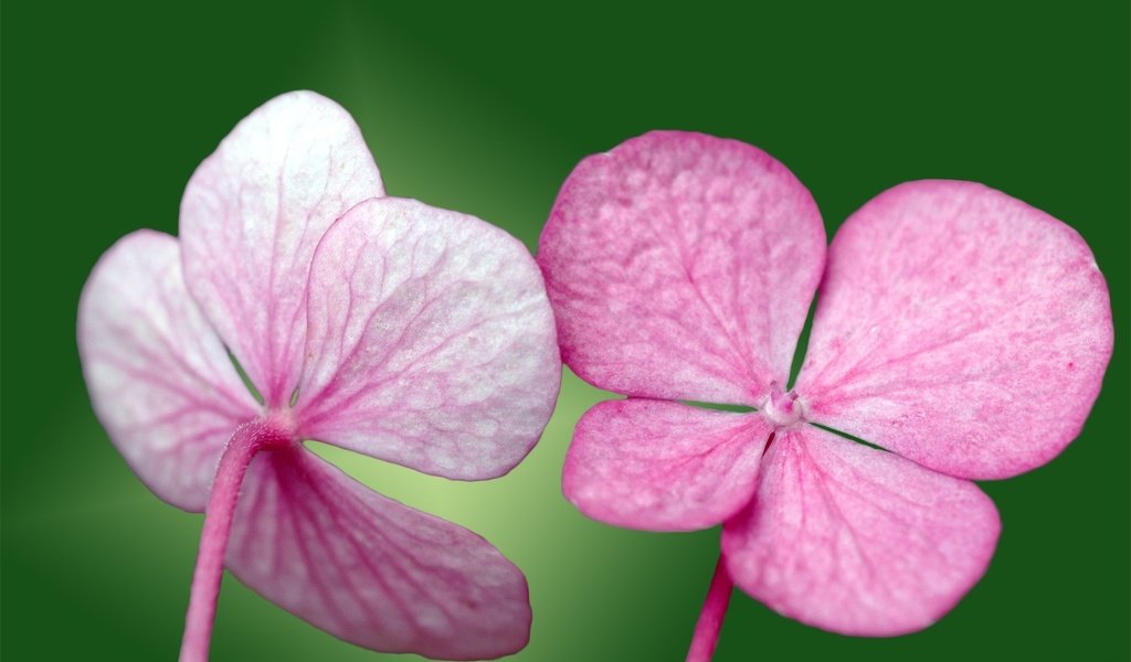 Обои зелёный, лепестки, розовый, green, petals, pink разрешение 1920x1200 Загрузить