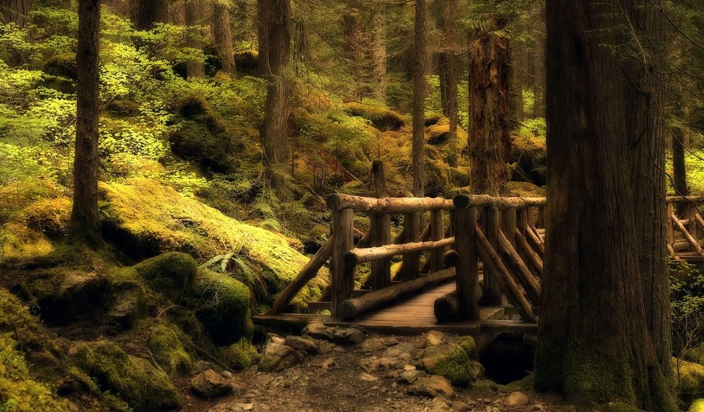 Обои лес, мост, тропа, forest, bridge, trail разрешение 2560x1600 Загрузить