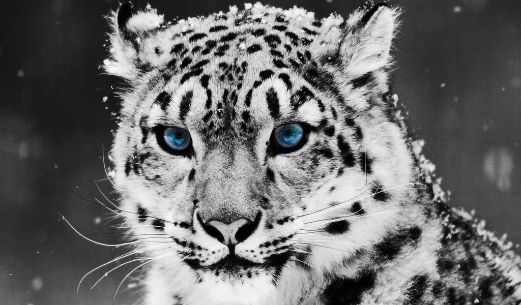 Обои снег, снежный барс, ирбис, snow, snow leopard, irbis разрешение 2560x1600 Загрузить