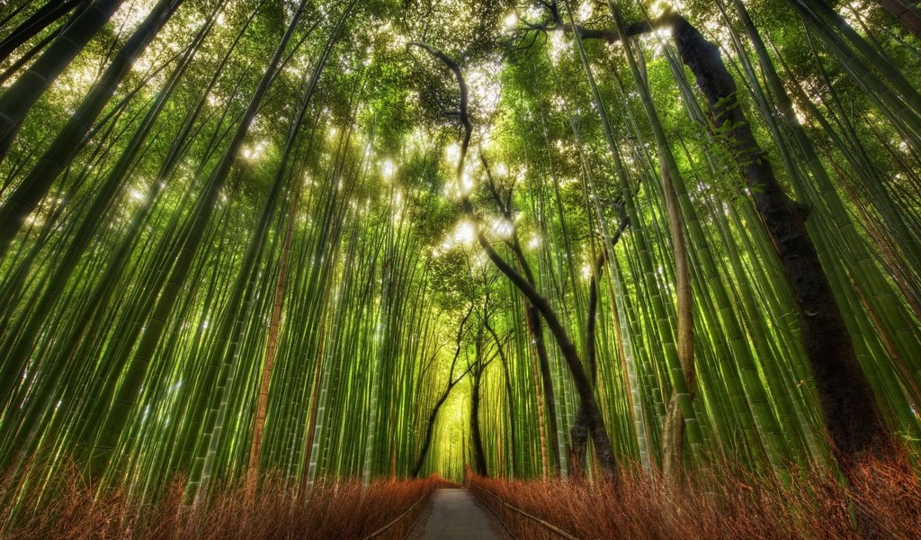 Обои тропинка, бамбук, китай, роща, path, bamboo, china, grove разрешение 2560x1600 Загрузить