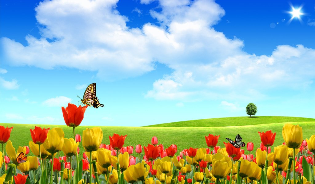 Обои небо, цветы, природа, лето, тюльпаны, бабочки, the sky, flowers, nature, summer, tulips, butterfly разрешение 1920x1200 Загрузить