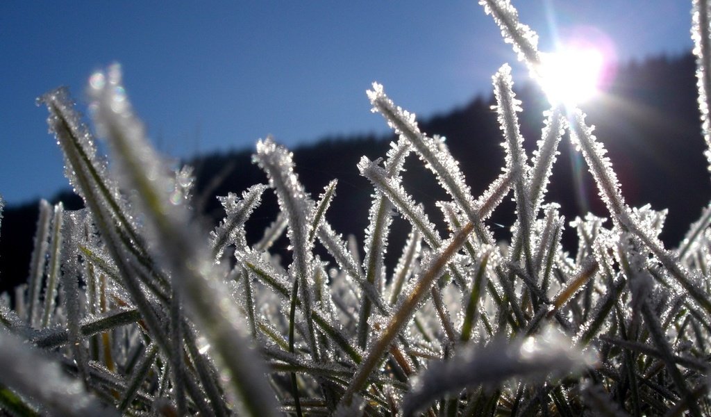 Обои трава, лёд, grass, ice разрешение 1920x1440 Загрузить