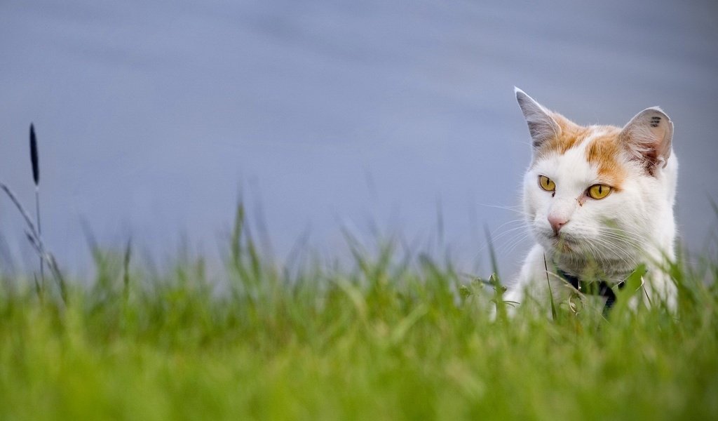 Обои трава, зелень, кот, взгляд, grass, greens, cat, look разрешение 1920x1440 Загрузить