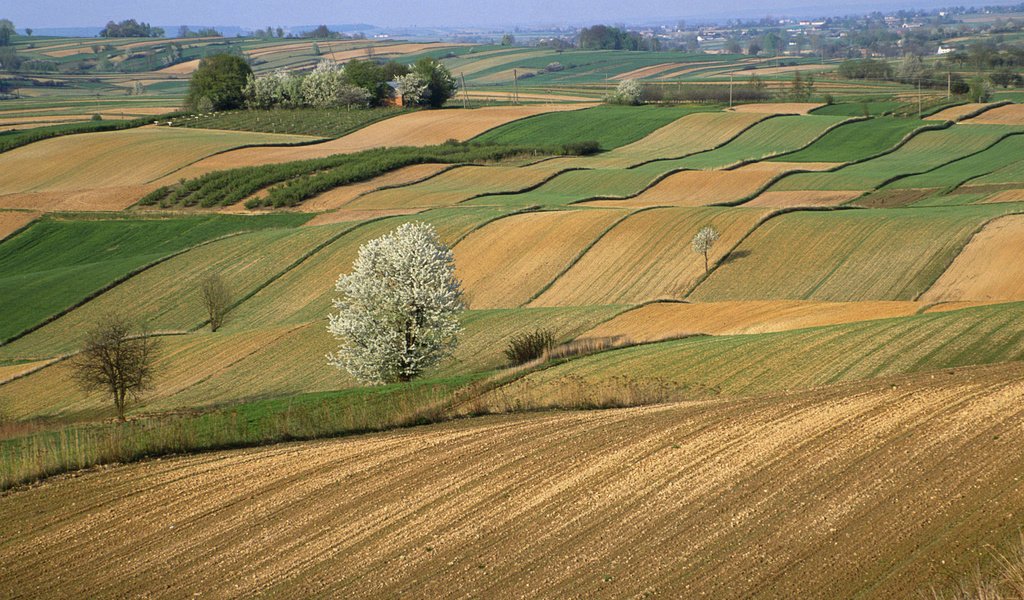 Обои поле, горизонт, польша, field, horizon, poland разрешение 1920x1200 Загрузить