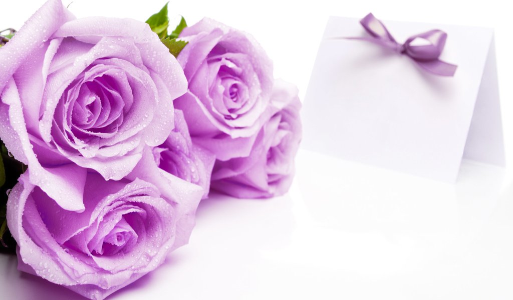 Обои цветы, розы, лавандовый, flowers, roses, lavender разрешение 2560x1600 Загрузить