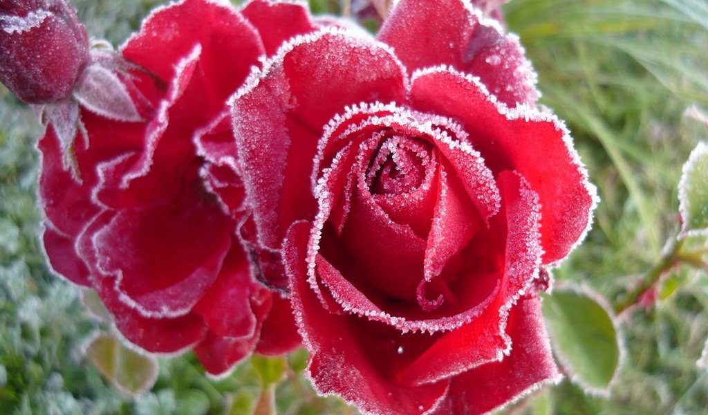 Обои бутоны, розы, иней, buds, roses, frost разрешение 1920x1200 Загрузить