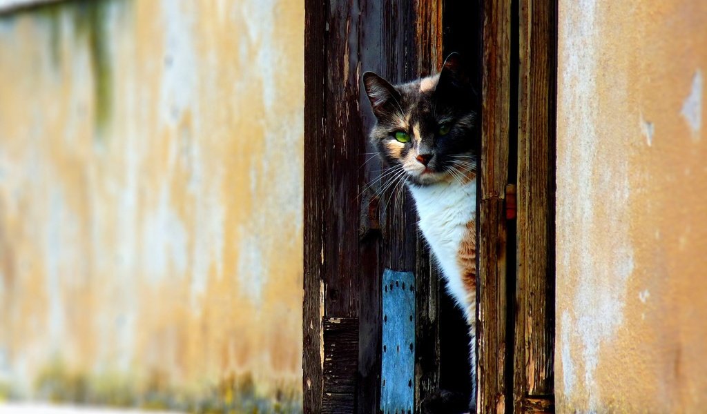 Обои кот, стена, дверь, cat, wall, the door разрешение 1920x1200 Загрузить