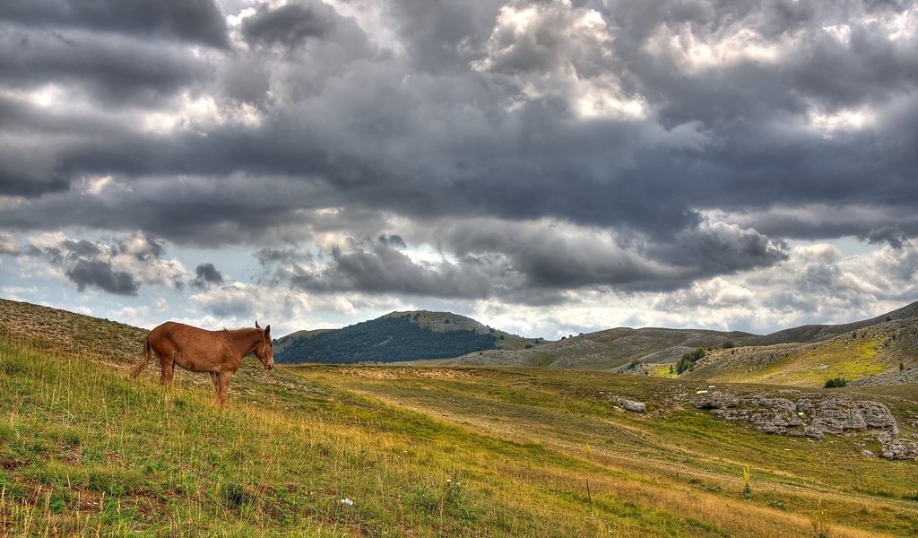 Обои лошадь, облака, холмы, horse, clouds, hills разрешение 1920x1200 Загрузить