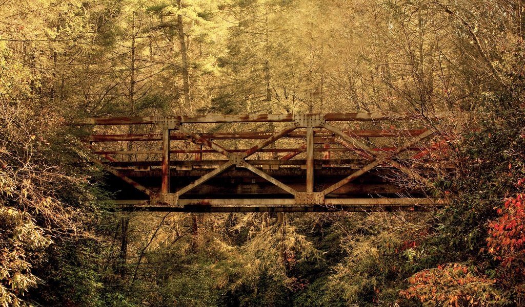 Обои лес, листья, мост, осень, южная каролина, forest, leaves, bridge, autumn, south carolina разрешение 2560x1600 Загрузить