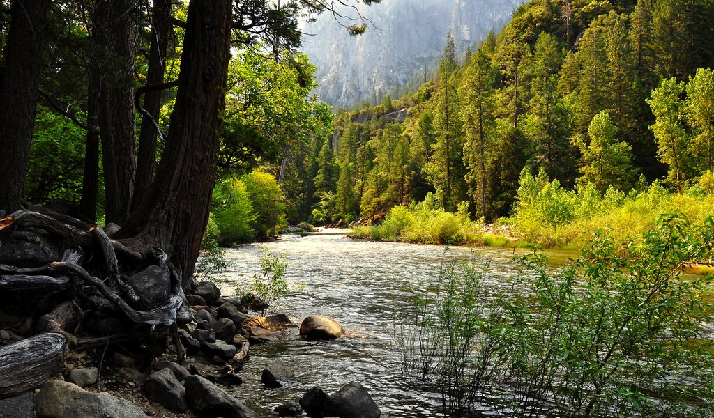 Обои озеро, лес, сша, калифорния, йосемити, lake, forest, usa, ca, yosemite разрешение 2560x1600 Загрузить