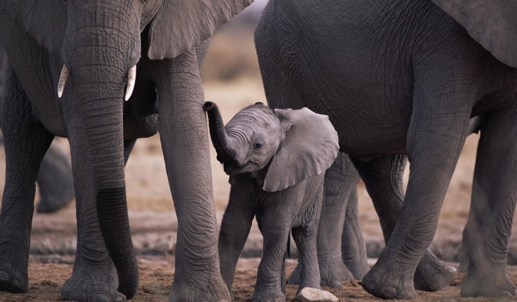 Обои природа, животные, мама, малыш, слоны, слоненок, животно е, слоники, nature, animals, mom, baby, elephants, elephant разрешение 1920x1080 Загрузить
