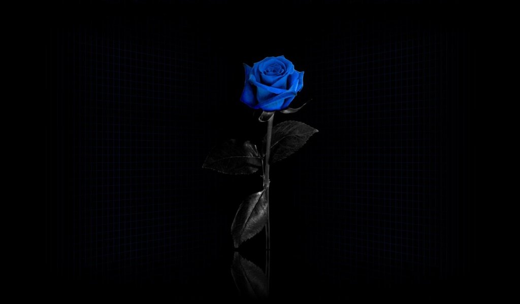 Обои сетка, черный фон, синяя роза, mesh, black background, blue rose разрешение 1920x1080 Загрузить