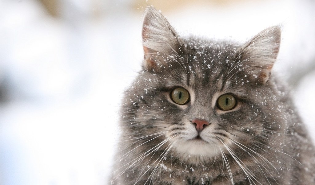 Обои обои, зима, снежинки, кошка, wallpaper, winter, snowflakes, cat разрешение 1920x1080 Загрузить
