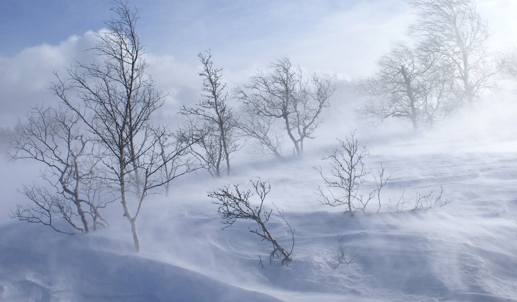 Обои деревья, снег, обои, лес, зима, холод, холм, вьюга, trees, snow, wallpaper, forest, winter, cold, hill, blizzard разрешение 1920x1200 Загрузить