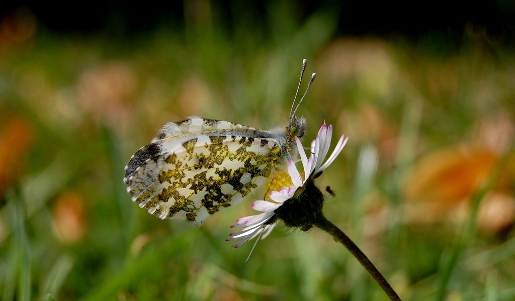 Обои природа, бабочка, макросьемка, nature, butterfly, microsemi разрешение 2560x1600 Загрузить