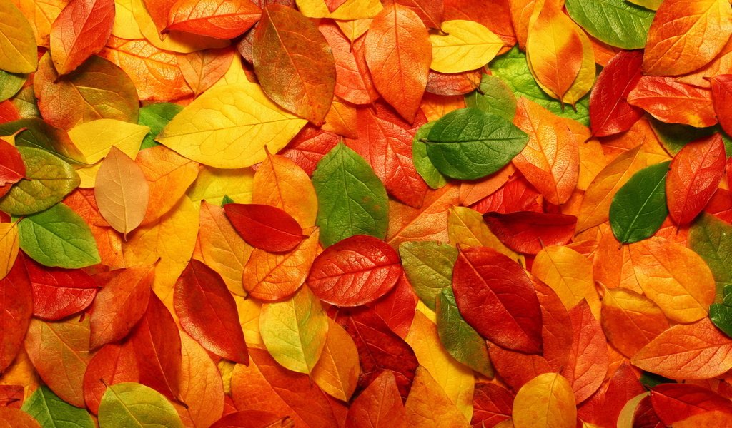 Обои желтый, листья, листва, осень, оранжевый, yellow, leaves, foliage, autumn, orange разрешение 1920x1080 Загрузить