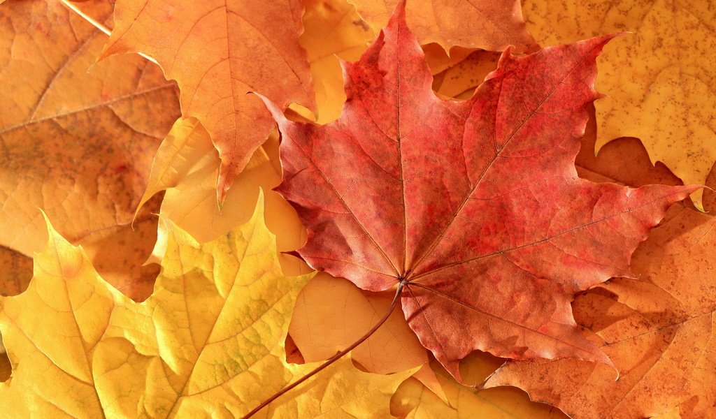 Обои листья, осень, клен, leaves, autumn, maple разрешение 1920x1080 Загрузить