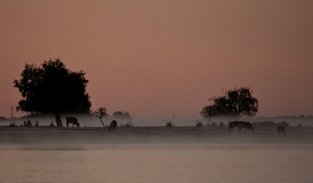 Обои деревья, река, пейзаж, туман, сергей доля, trees, river, landscape, fog, sergey dolya разрешение 1920x1200 Загрузить