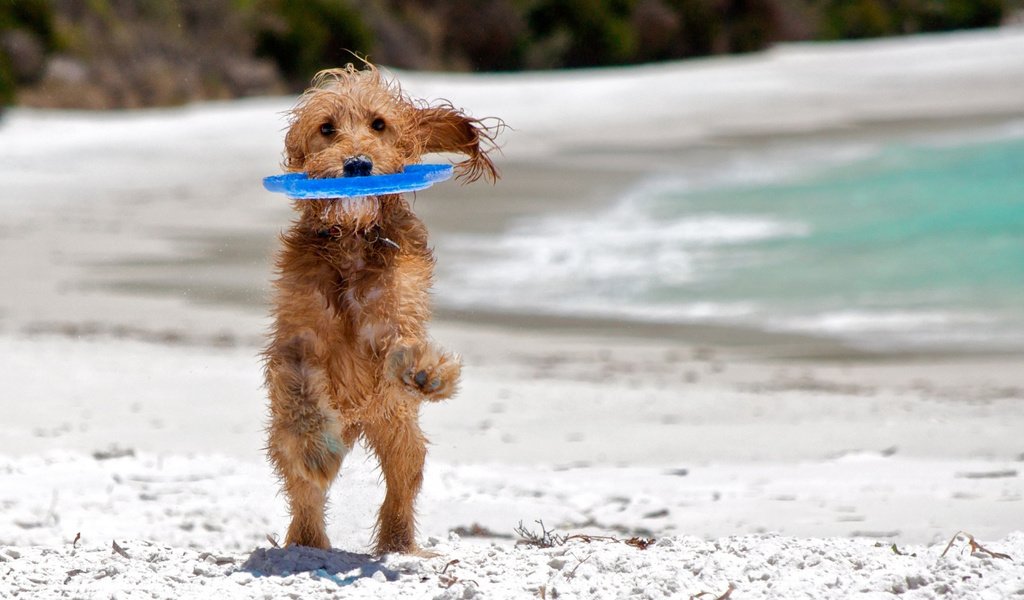 Обои море, пляж, собака, фризби, sea, beach, dog, frisbee разрешение 1920x1200 Загрузить