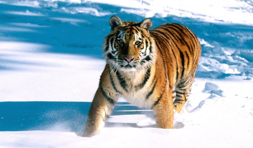 Обои тигр, снег, tiger, snow разрешение 1920x1200 Загрузить