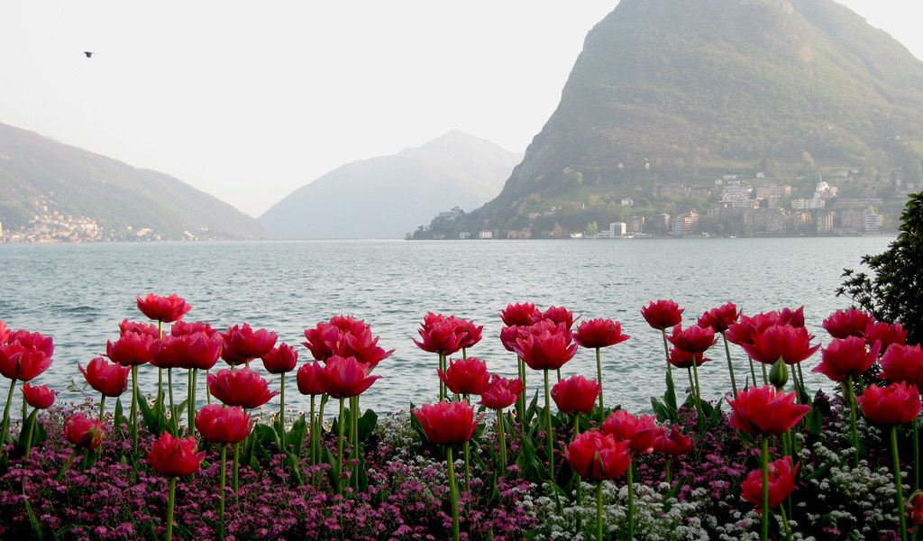 Обои вода, горы, тюльпаны, water, mountains, tulips разрешение 2560x1600 Загрузить