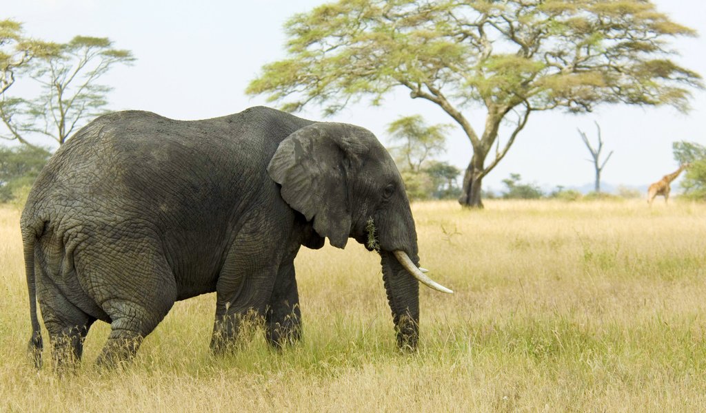 Обои трава, слон, саванна, хобот, бивни, grass, elephant, savannah, trunk, tusks разрешение 1920x1080 Загрузить